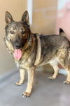 adoptable Dog in Thousand Palms, CA named RIPLEY