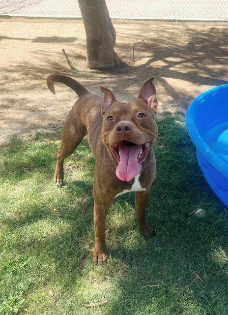 adoptable Dog in Thousand Palms, CA named FORD