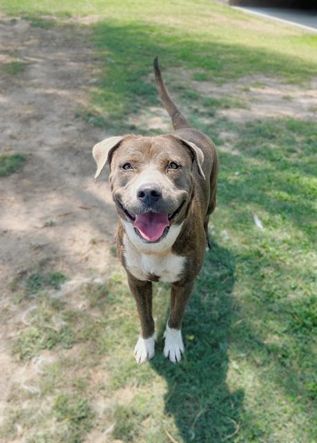 adoptable Dog in Thousand Palms, CA named ZELDA