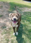 adoptable Dog in  named ZELDA