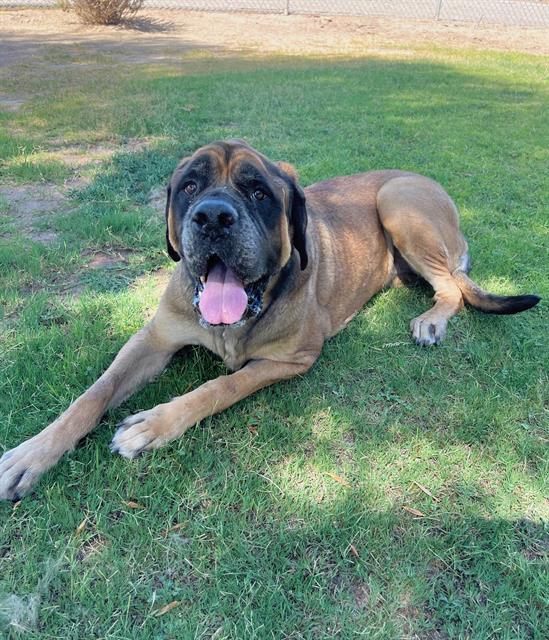 adoptable Dog in Thousand Palms, CA named BRADY