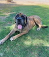 adoptable Dog in  named BRADY