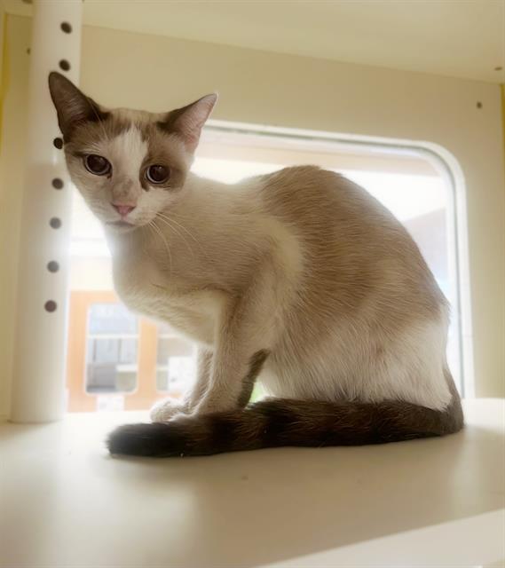 adoptable Cat in Thousand Palms, CA named SALLY