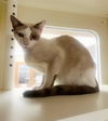 adoptable Cat in Thousand Palms, CA named SALLY