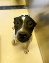 adoptable Dog in  named COLDEN