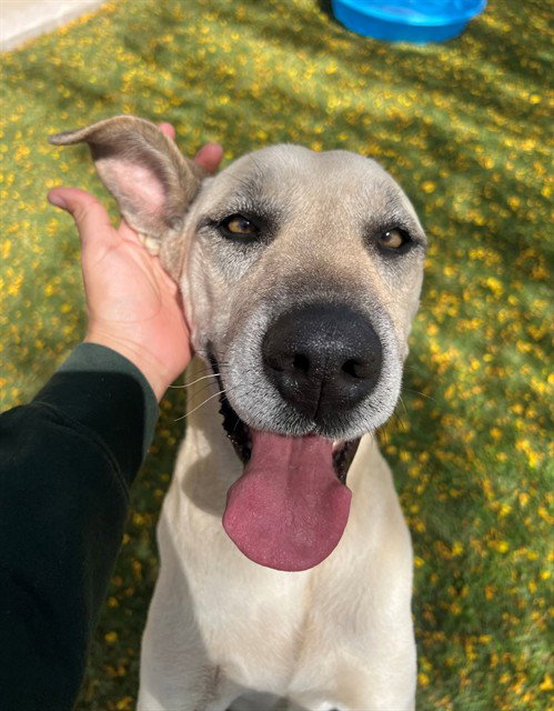 CLEO, an adoptable Labrador Retriever in Thousand Palms, CA