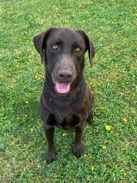 PARKER, an adoptable Labrador Retriever in Thousand Palms, CA