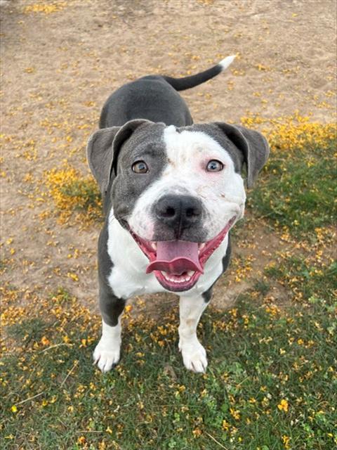 TWINKLE TOES, an adoptable Pit Bull Terrier in Thousand Palms, CA