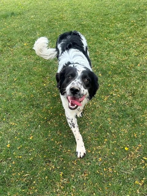 WRANGLER, an adoptable Border Collie in Thousand Palms, CA