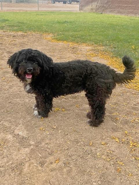 GIGI, an adoptable Poodle in Thousand Palms, CA