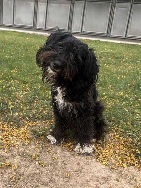 CHANEL, an adoptable Poodle in Thousand Palms, CA