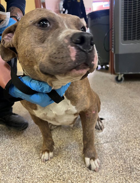 TALLULAH, an adoptable Pit Bull Terrier in Thousand Palms, CA