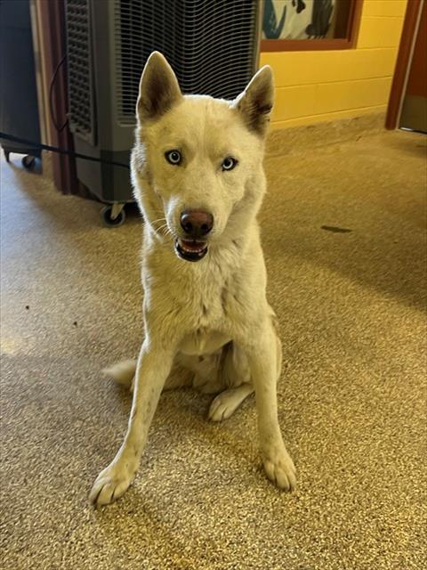 GHOST, an adoptable Siberian Husky in Thousand Palms, CA