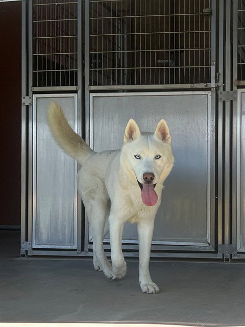 GHOST, an adoptable Siberian Husky in Thousand Palms, CA