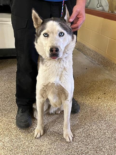 ECHO, an adoptable Siberian Husky in Thousand Palms, CA