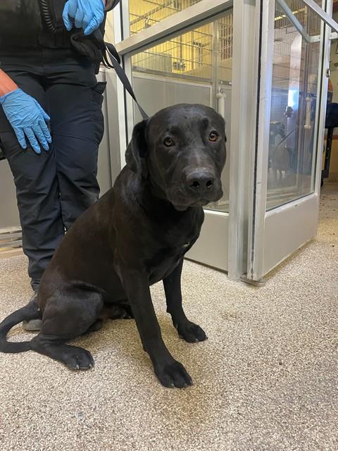 PRINCE, an adoptable Labrador Retriever in Thousand Palms, CA