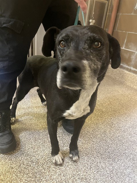 SHIRLEY, an adoptable Labrador Retriever in Thousand Palms, CA