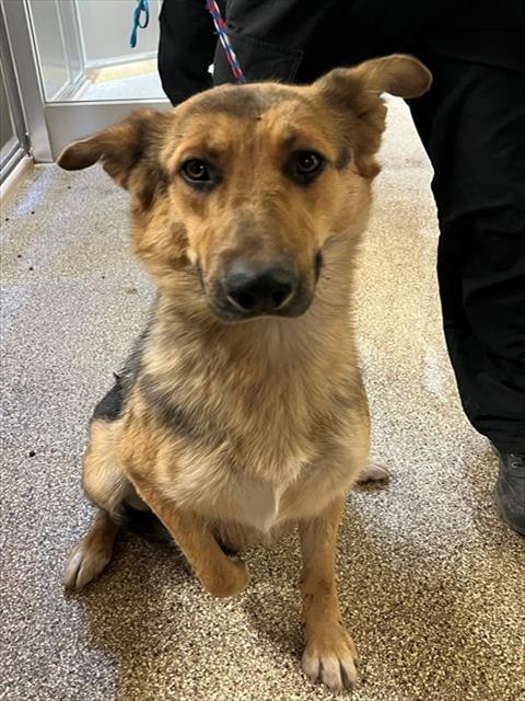 RUSS, an adoptable German Shepherd Dog in Thousand Palms, CA