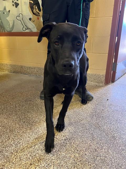 JINX, an adoptable Pit Bull Terrier in Thousand Palms, CA