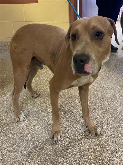 JACK, an adoptable Pit Bull Terrier in Thousand Palms, CA