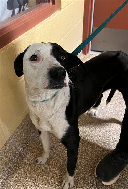 YINGYANG, an adoptable Pit Bull Terrier in Thousand Palms, CA