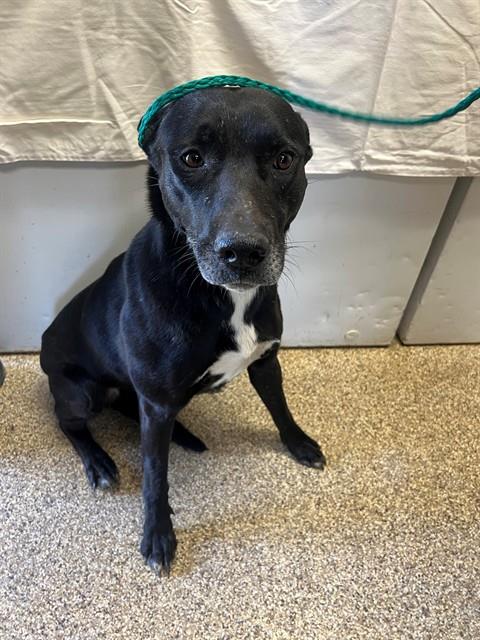 ESTELLE, an adoptable Labrador Retriever in Thousand Palms, CA