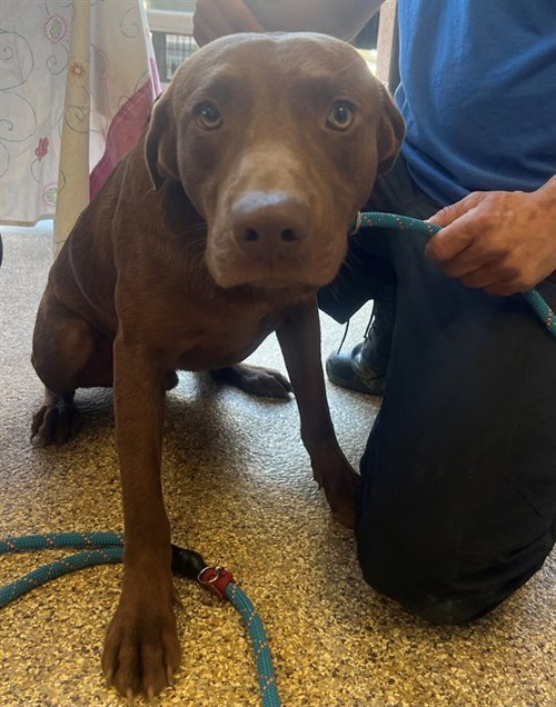 FLINT, an adoptable Labrador Retriever in Thousand Palms, CA