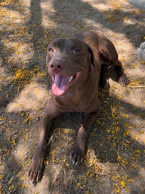 FLINT, an adoptable Labrador Retriever in Thousand Palms, CA