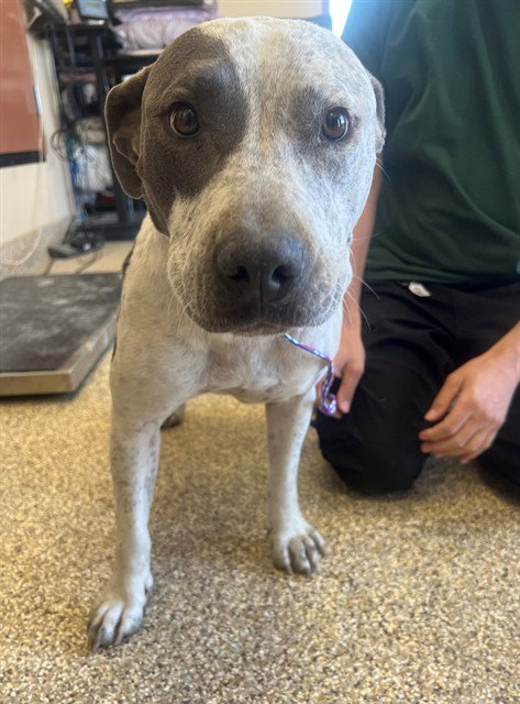 CALISTA, an adoptable Pit Bull Terrier in Thousand Palms, CA