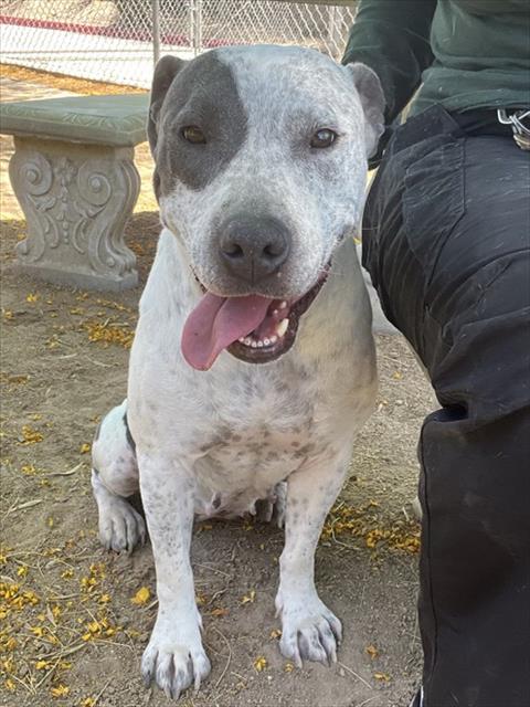 CALISTA, an adoptable Pit Bull Terrier in Thousand Palms, CA