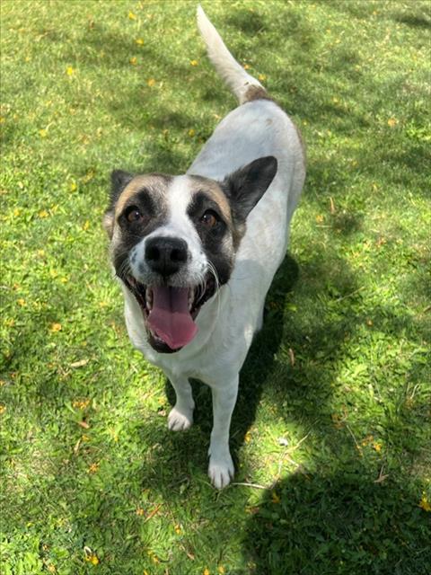 SHORTCAKE, an adoptable Terrier in Thousand Palms, CA