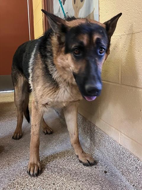 RUPPERT, an adoptable German Shepherd Dog in Thousand Palms, CA