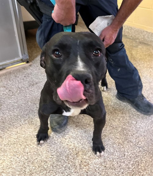 SULLY, an adoptable Pit Bull Terrier in Thousand Palms, CA