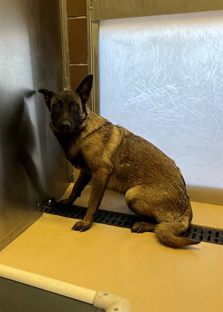 LEILA, an adoptable Belgian Shepherd Malinois in Thousand Palms, CA
