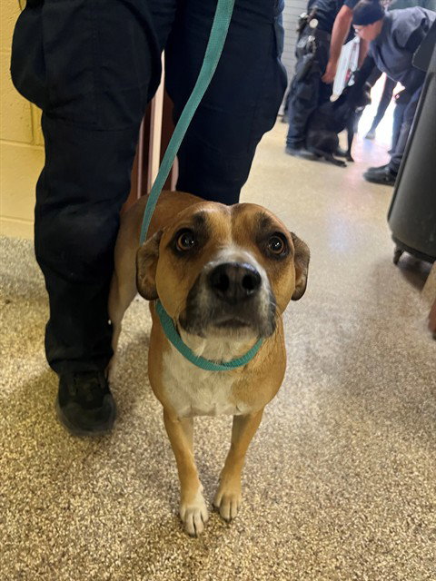 POPPY, an adoptable Pit Bull Terrier in Thousand Palms, CA