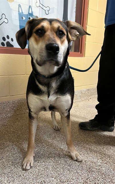 WILLOW, an adoptable German Shepherd Dog in Thousand Palms, CA