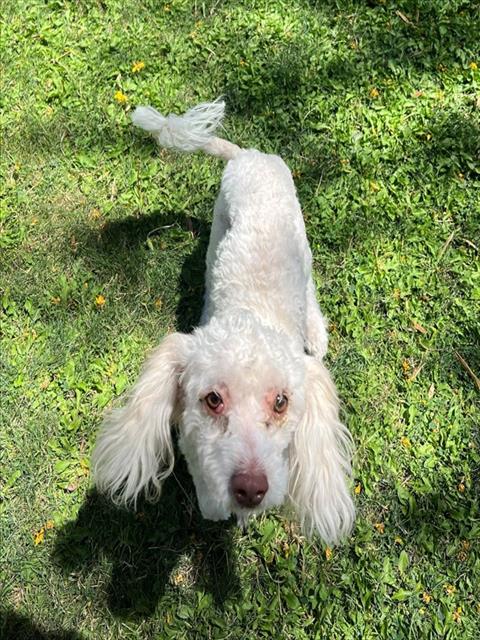 JABARKUS, an adoptable Poodle in Thousand Palms, CA