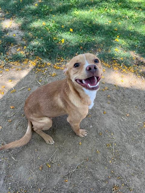 TIMMY, an adoptable Chihuahua in Thousand Palms, CA