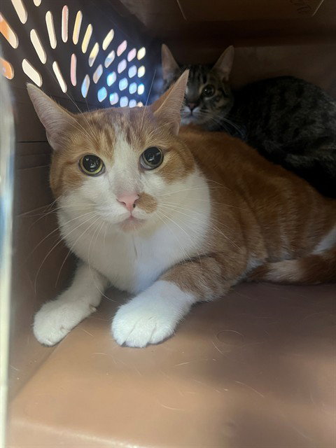 JAKE, an adoptable Domestic Short Hair in Thousand Palms, CA
