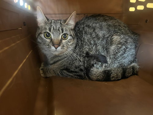 LITTLE GIRL, an adoptable Domestic Short Hair in Thousand Palms, CA