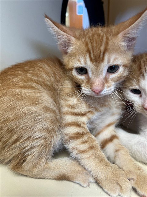 SUNNY, an adoptable Domestic Short Hair in Thousand Palms, CA