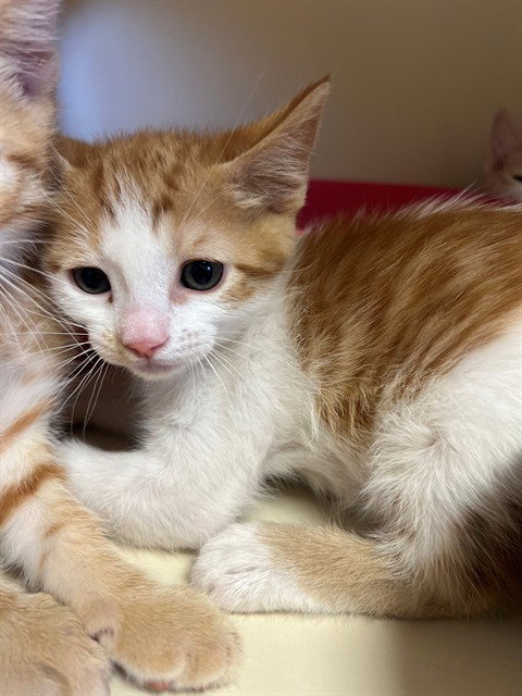 OJ, an adoptable Domestic Short Hair in Thousand Palms, CA
