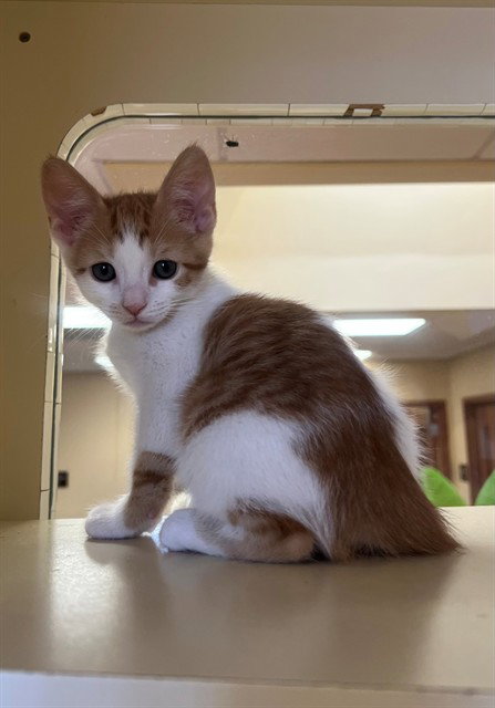 OJ, Baby Domestic Short Hair (medium coat), cat for adoption in Coachella, California