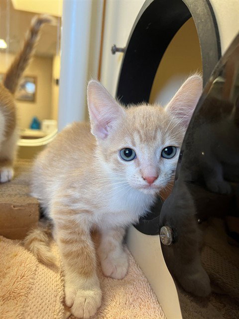 BUTTERS, an adoptable Domestic Short Hair in Thousand Palms, CA
