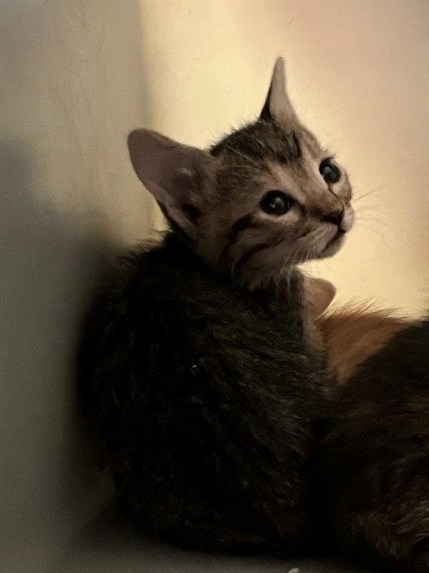A1919313, an adoptable Domestic Short Hair in Thousand Palms, CA
