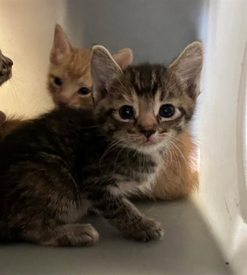 A1919315, an adoptable Domestic Short Hair in Thousand Palms, CA