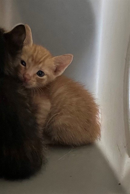 A1919316, an adoptable Domestic Short Hair in Thousand Palms, CA