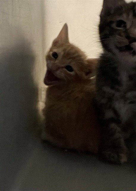 A1919317, an adoptable Domestic Short Hair in Thousand Palms, CA