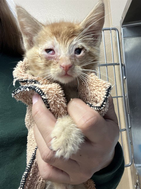 A1919384, an adoptable Domestic Short Hair in Thousand Palms, CA