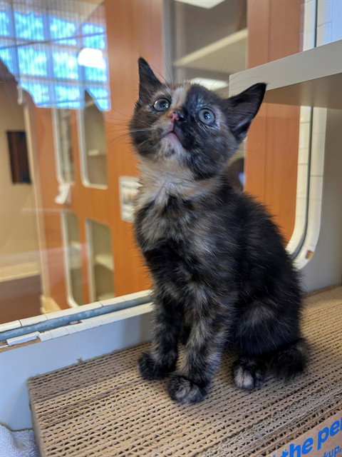 TAY, an adoptable Domestic Short Hair in Thousand Palms, CA